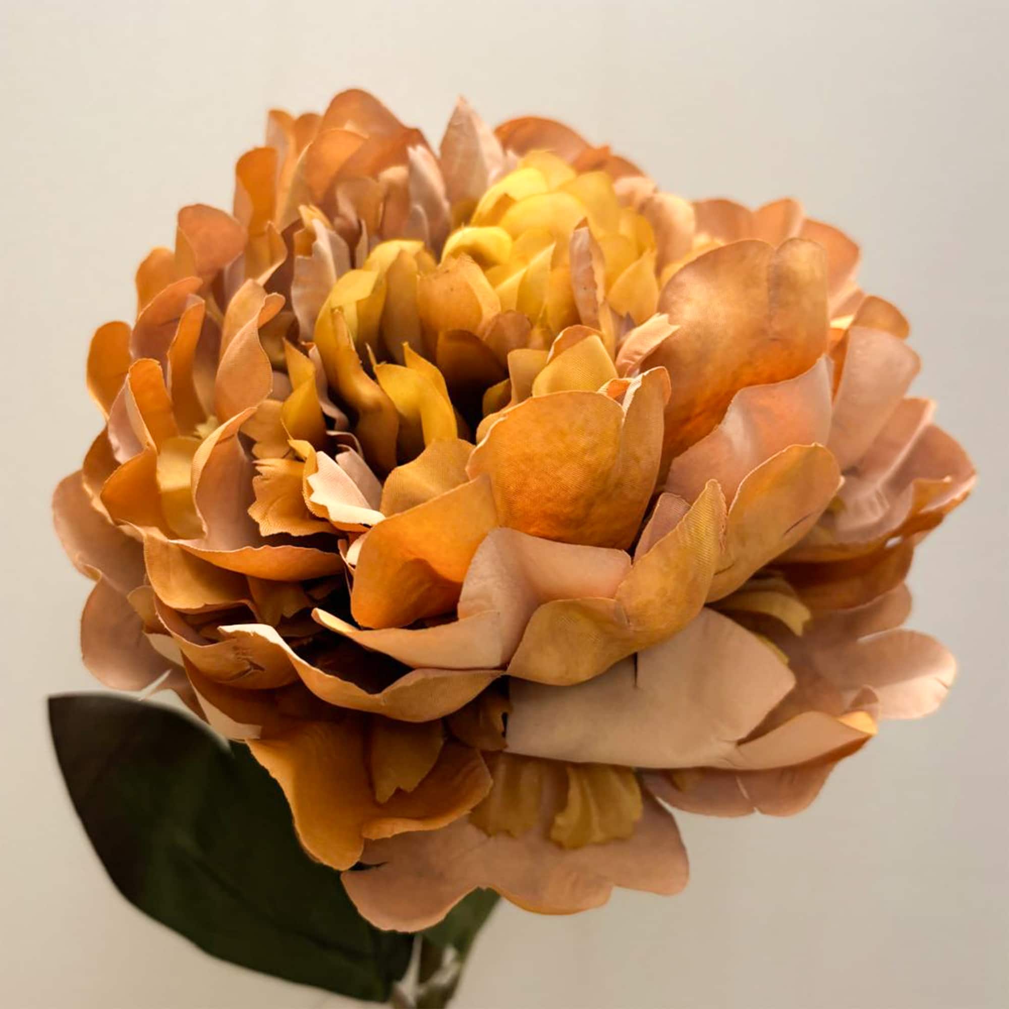 Autumn Peony