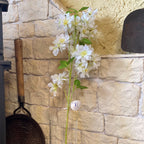 Apple Tree Blossom White