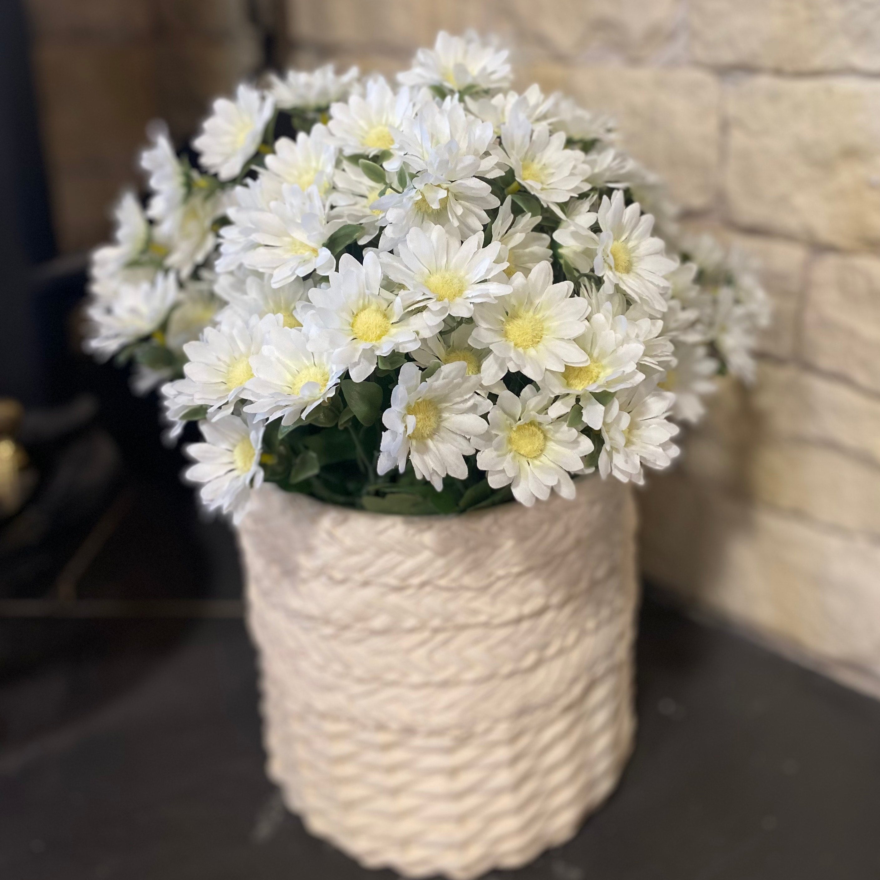 Chrysanthemum White Pot