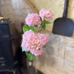 Snowball Viburnum Light Pink