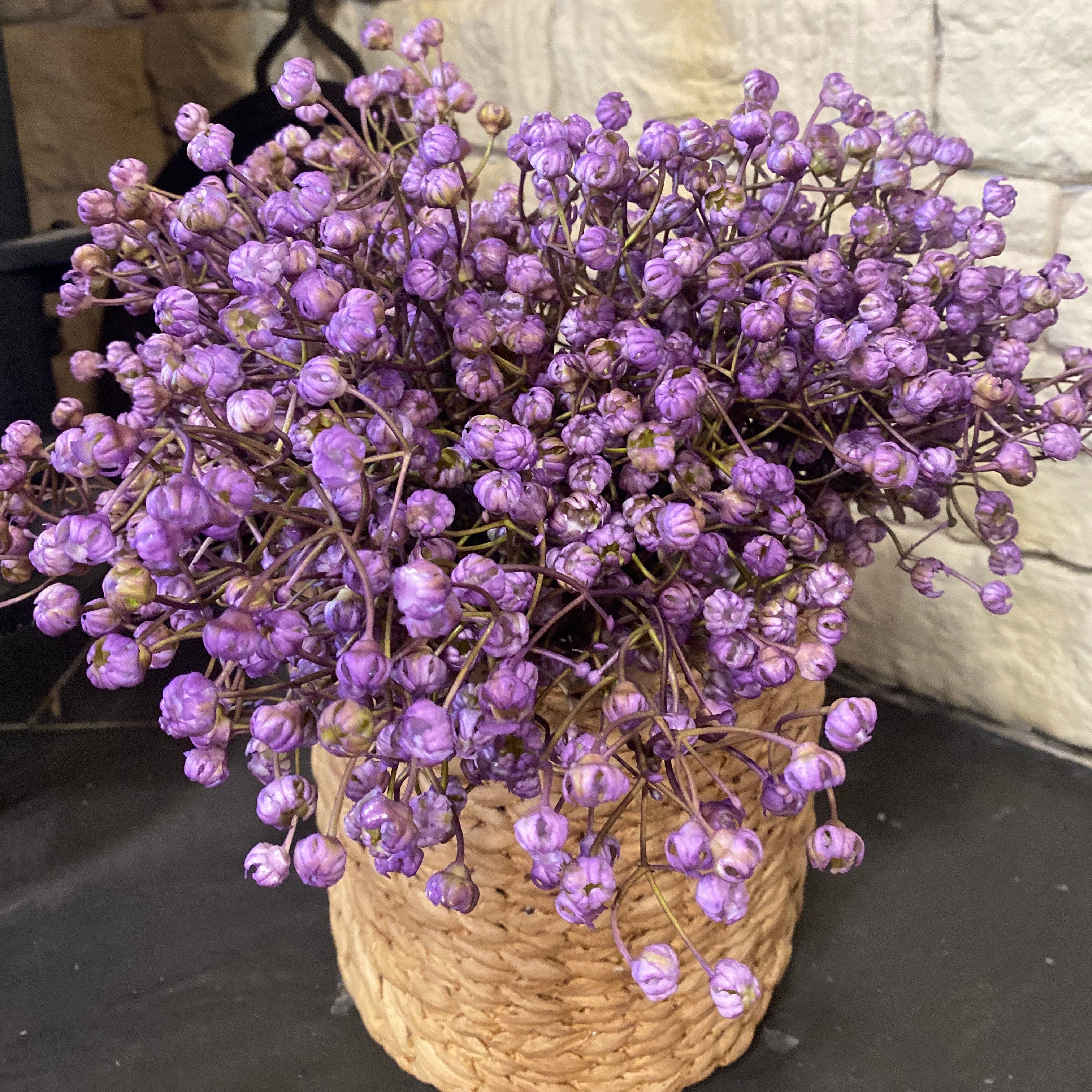 Baby's Breath Lilac