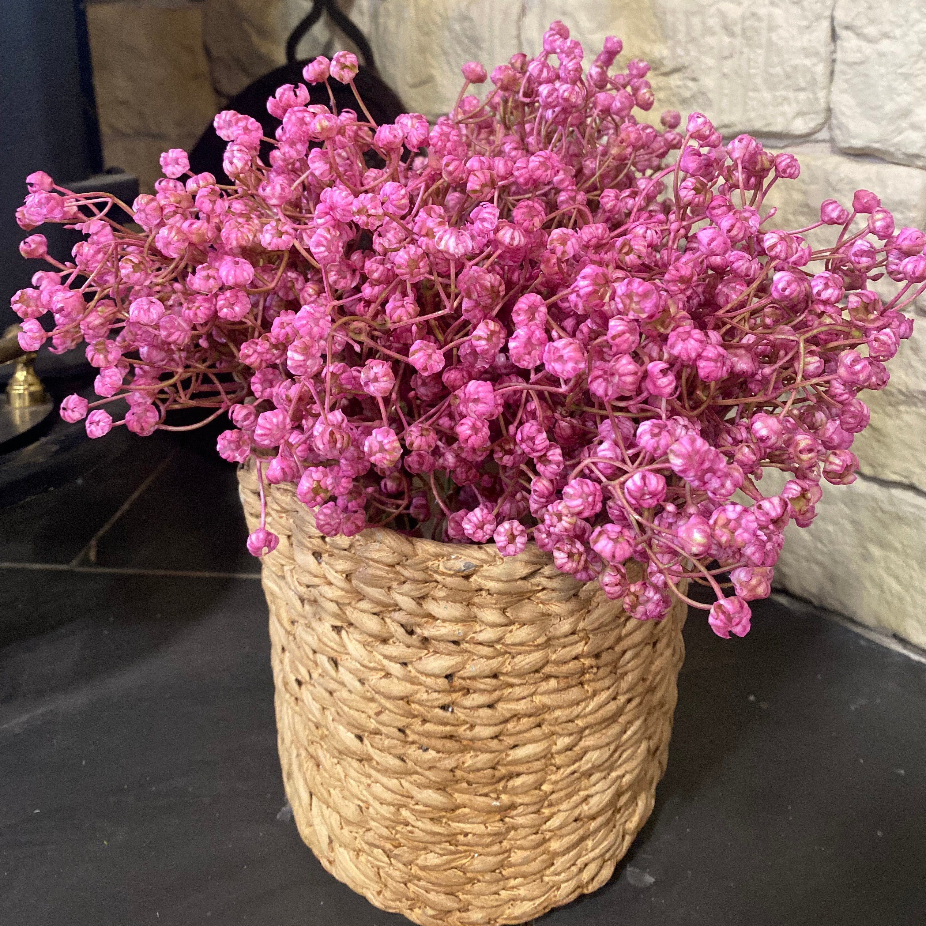 Baby's Breath Pink