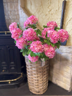 Snowball Viburnum Dark Pink