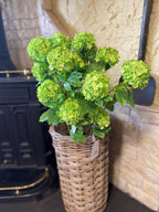 Snowball Viburnum Bush Multi Stem Green