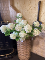 Snowball Viburum Cream