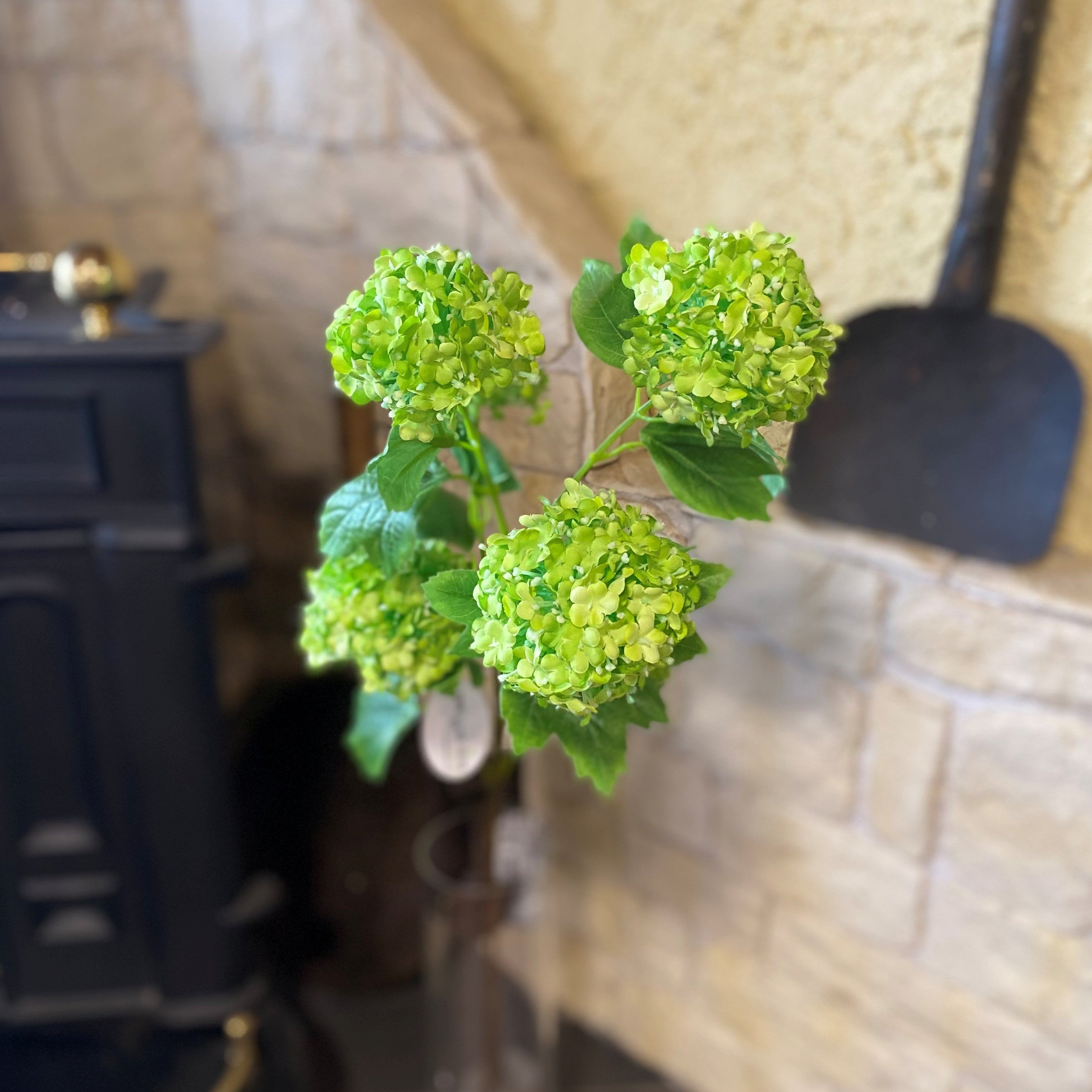Snowball Viburnum Bush Multi Stem Green