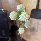 Snowball Viburum Cream