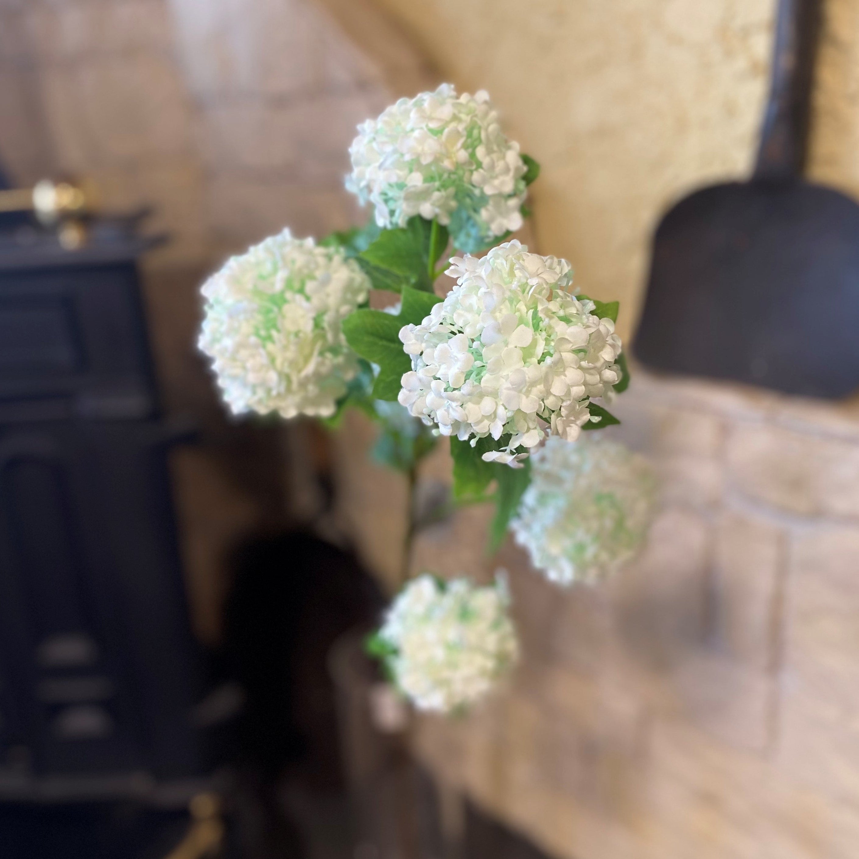 Snowball Viburum Cream