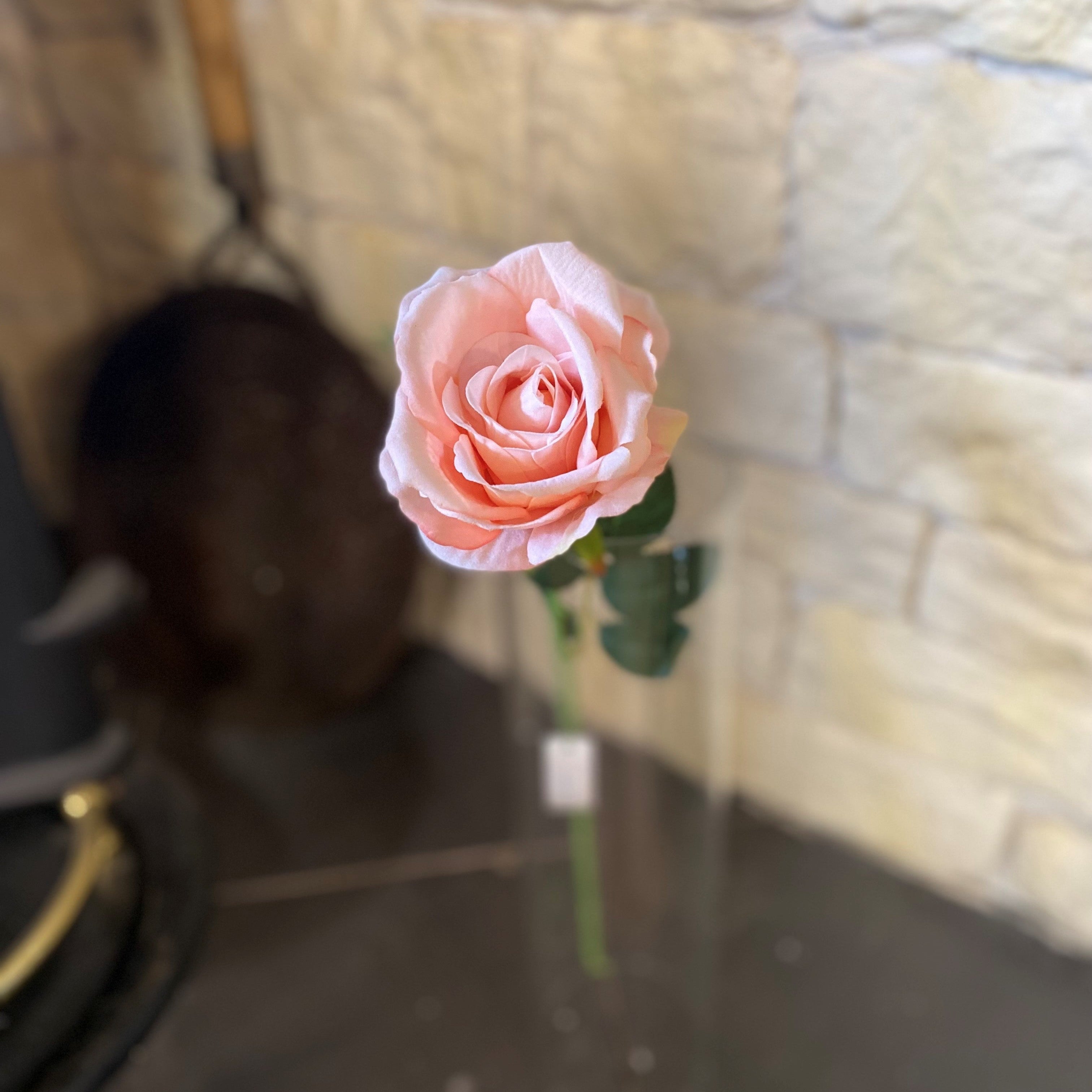 Velvet Touch Open Peach Rose