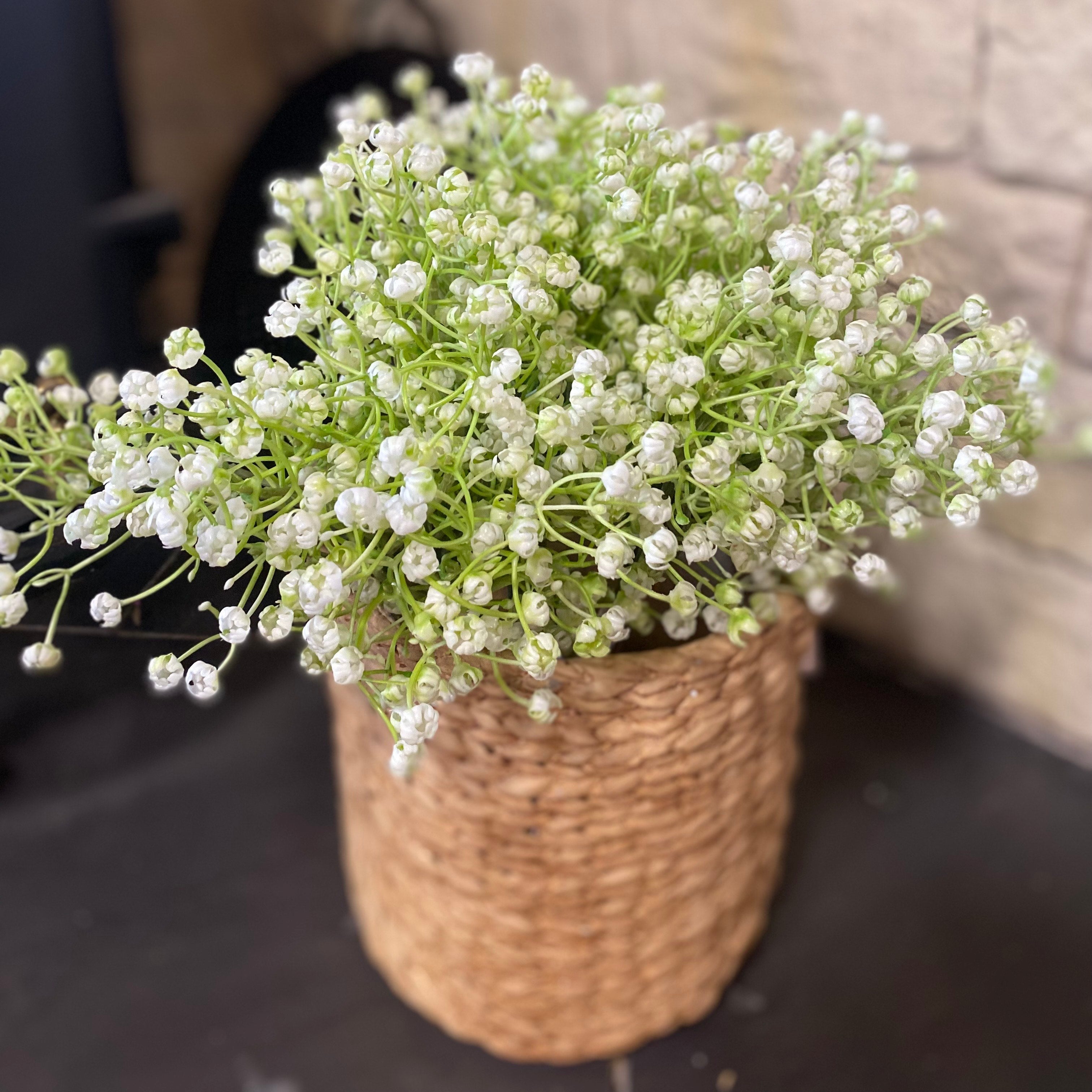 Baby's Breath White
